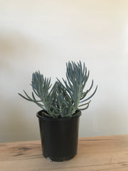 Senecio serpens 'Blue Chalksticks'